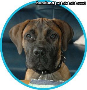Boerboel Hunde Foto 24668 in höherer Auflösung ansehen Boerboel M&M Tara