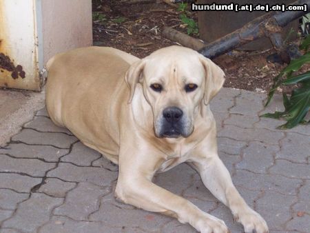 Boerboel Hunde Foto 26696 in höherer Auflösung ansehen Boerboel Terry aus Süd Afrika