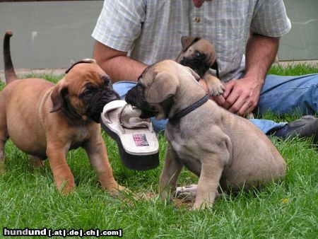 Boerboel Hunde Foto 23217 in höherer Auflösung ansehen Boerboel puppys von aldo und tessa