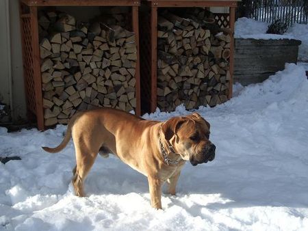 Boerboel Hunde Foto 28482 in höherer Auflösung ansehen Boerboel Da ist ja jemand?