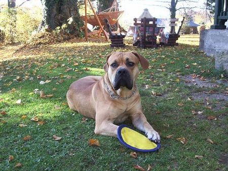 Boerboel Hunde Foto 28876 in höherer Auflösung ansehen Boerboel anasha oubaas