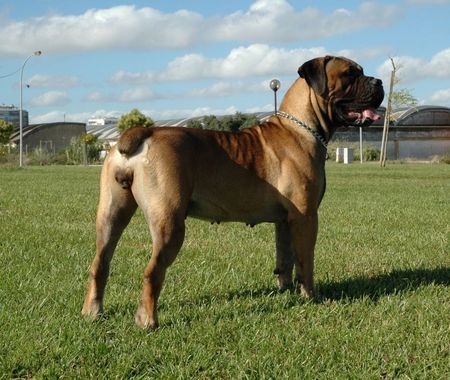 Boerboel Afrika Maddy