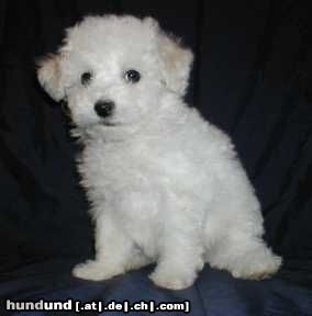 Bologneser Hunde Foto 5040 Bologneser Hündchen - Luma Tomio kenel