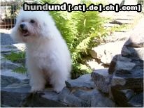 Bologneser Hunde Foto 15717 in höherer Auflösung ansehen Bologneser