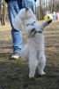 Bologneser Foto: Anna, Multitalent... (ID 35440) Bologneser Hund