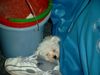 Bologneser Foto: hier bin ich sicher (ID 5882) Bologneser Hund