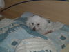 Bologneser Foto: So lässt es sich gut leben (ID 41566) Bologneser Hund