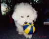 Bologneser Foto: das ist mein ball,finger weg. (ID 3930) Bologneser Hund