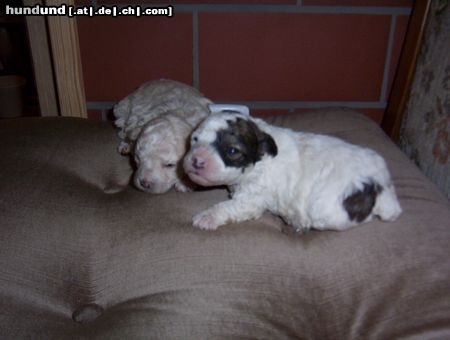 Bolonka Zwetna Hunde Foto 19539 in höherer Auflösung ansehen Bolonka Zwetna meine süße tiffy(weiß-schwarz) und ihre große schwester,.........