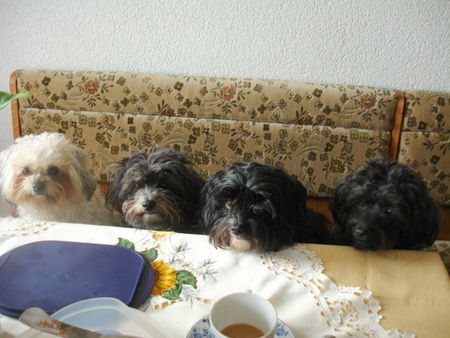 Bolonka Zwetna Hunde Foto 43613 Bolonka Zwetna Familienfrühstück