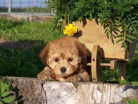 Bolonka Zwetna Hunde Foto 43155 in höherer Auflösung ansehen Bolonka Zwetna unser bijou