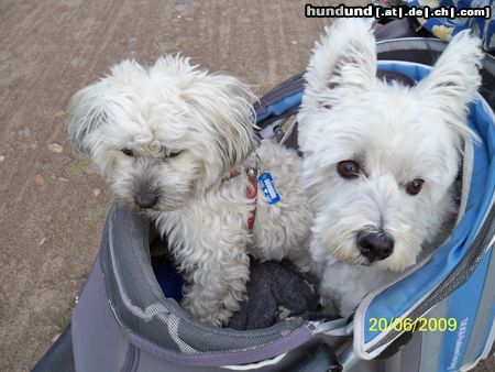 Bolonka Zwetna Macho und sein Freund Eddie