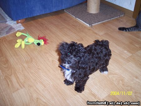 Bolonka Zwetna Hunde Foto 20248 in höherer Auflösung ansehen Bolonka Zwetna Unsere Fine aus Karlsruhe