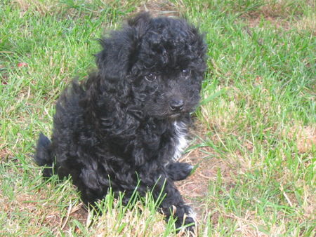 Bolonka Zwetna Hunde Foto 42220 in höherer Auflösung ansehen Bolonka Zwetna Ich suche noch ein Zuhause ( Boomer )