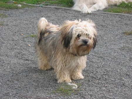 Bolonka Zwetna Hunde Foto 42878 in höherer Auflösung ansehen Bolonka Zwetna zwinger