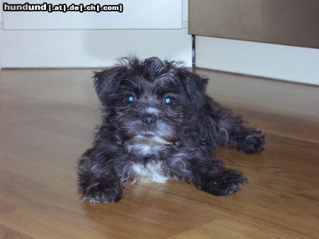 Bolonka Zwetna Hunde Foto 21015 Bolonka Zwetna Unser kleiner Bruno mit 12 Wochen!