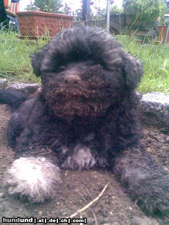 Bolonka Zwetna Hunde Foto 45428 in höherer Auflösung ansehen Bolonka Zwetna hier is der kleine noch mal wo er noch kleiner war