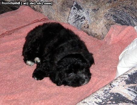 Bolonka Zwetna Hunde Foto 17897 in höherer Auflösung ansehen Bolonka Zwetna
