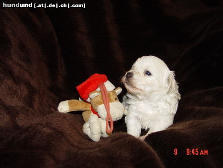 Bolonka Zwetna Hunde Foto 45351 in höherer Auflösung ansehen Bolonka Zwetna Brösel von Taina