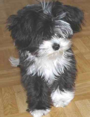 Bolonka Zwetna Hunde Foto 30410 in höherer Auflösung ansehen Bolonka Zwetna Lilly von der Fusselgarde