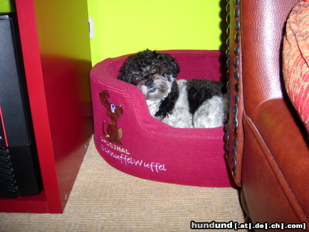 Bolonka Zwetna Hunde Foto 44708 in höherer Auflösung ansehen Bolonka Zwetna