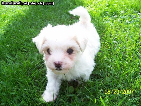 Bolonka Zwetna Hunde Foto 44275 in höherer Auflösung ansehen Bolonka Zwetna