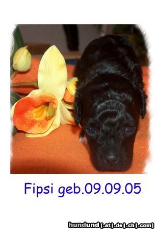 Bolonka Zwetna Hunde Foto 25525 Bolonka Zwetna Fipsi sucht neues Herrchen