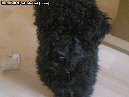Bolonka Zwetna Hunde Foto 20518 Bolonka Zwetna Fussel unsere Bolonka Hündin 13 Monate