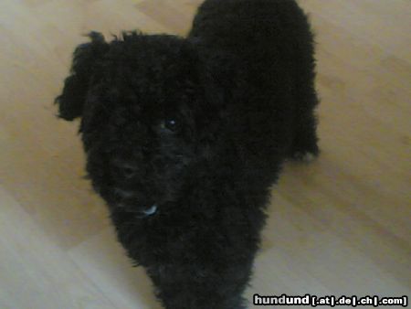 Bolonka Zwetna Hunde Foto 20517 Bolonka Zwetna Fussel unsere Bolonka Hündin 13 Monate