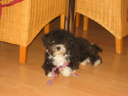Bolonka Zwetna Hunde Foto 43140 Bolonka Zwetna unser schatz Genero