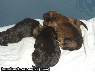 Bolonka Zwetna Hunde Foto 25229 in höherer Auflösung ansehen Bolonka Zwetna Bolonka Twetna \\\\