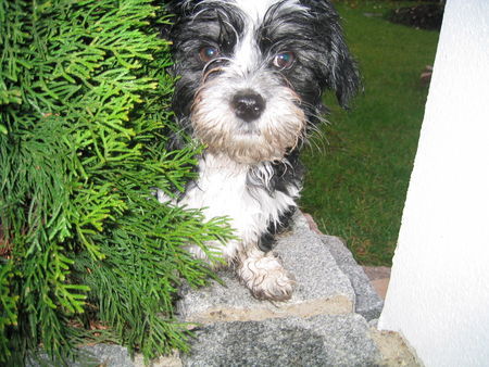 Bolonka Zwetna Hunde Foto 30158 in höherer Auflösung ansehen Bolonka Zwetna Einstein sooo Unschuldig !!