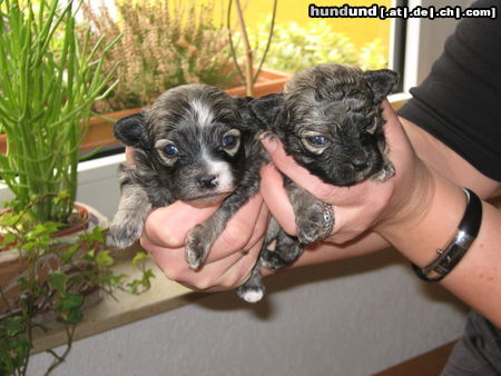 Bolonka Zwetna Hunde Foto 44086 in höherer Auflösung ansehen Bolonka Zwetna Merle-Ivi und Mascha, 3 Wochen alt