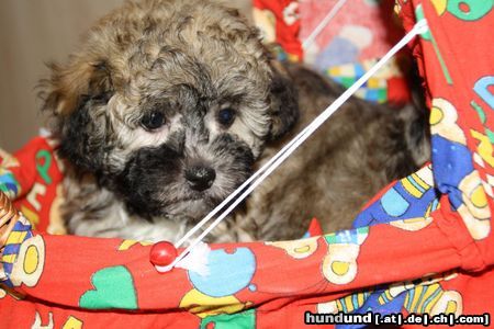 Bolonka Zwetna Hunde Foto 45633 in höherer Auflösung ansehen Bolonka Zwetna Hündin