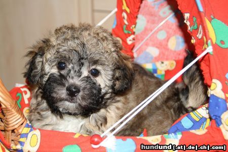 Bolonka Zwetna Hunde Foto 45634 in höherer Auflösung ansehen Bolonka Zwetna Hündin