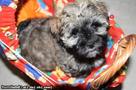 Bolonka Zwetna Hunde Foto 45632 in höherer Auflösung ansehen Bolonka Zwetna
