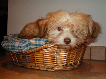 Bolonka Zwetna Hunde Foto 33783 in höherer Auflösung ansehen Bolonka Zwetna Das ist Teddy...