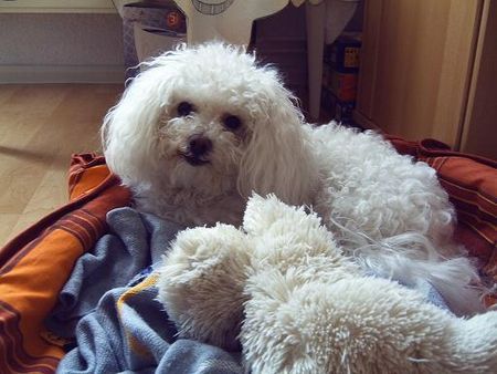 Bolonka Zwetna Hunde Foto 35230 in höherer Auflösung ansehen Bolonka Zwetna