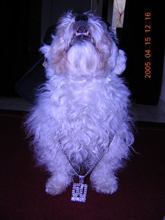 Bolonka Zwetna Hunde Foto 27673 Bolonka Zwetna Das ist Larry ein waschechter Bolonka Zwetna nur halt in weiß und des gibts net oft!!!