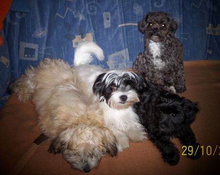Bolonka Zwetna Hunde Foto 35217 Bolonka Zwetna Unsere 4 kleinen Racker !!!