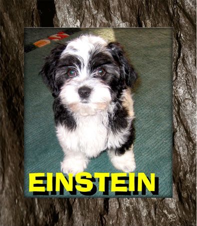 Bolonka Zwetna Hunde Foto 30157 Bolonka Zwetna Unsere Zuckersüsse Einstein 2 monate alt