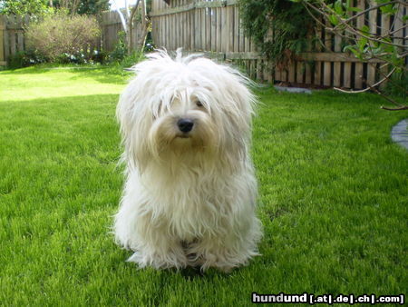 Bolonka Zwetna Hunde Foto 45350 in höherer Auflösung ansehen Bolonka Zwetna Chana Malko Tshutshuliga
