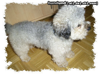 Bolonka Zwetna Hunde Foto 25228 Bolonka Zwetna Bolonka Twetna \\
