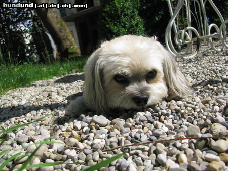 Bolonka Zwetna Hunde Foto 44937 in höherer Auflösung ansehen Bolonka Zwetna