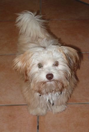 Bolonka Zwetna Hunde Foto 35186 in höherer Auflösung ansehen Bolonka Zwetna Teddy mit 6 Monaten