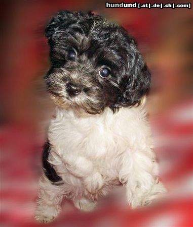 Bolonka Zwetna Hunde Foto 45894 in höherer Auflösung ansehen Bolonka Zwetna Snoopy vom Samjr