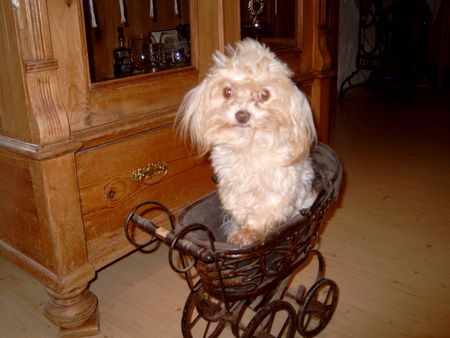 Bolonka Zwetna Hunde Foto 32454 Bolonka Zwetna unser deckrüde gismo,deutscherbolonka,2.5 kg