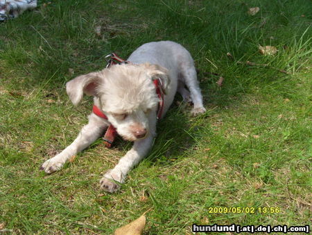 Bolonka Zwetna Puppy ohne haare :)