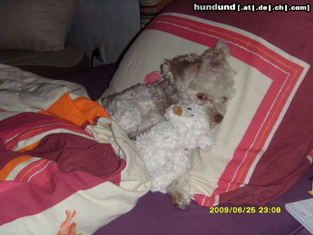 Bolonka Zwetna Puppy schläft mit ihrem  Kuschelbär