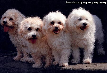 Bolonka Zwetna Hunde Foto 17074 in höherer Auflösung ansehen Bolonka Zwetna Die Bolonka zwetna Bande